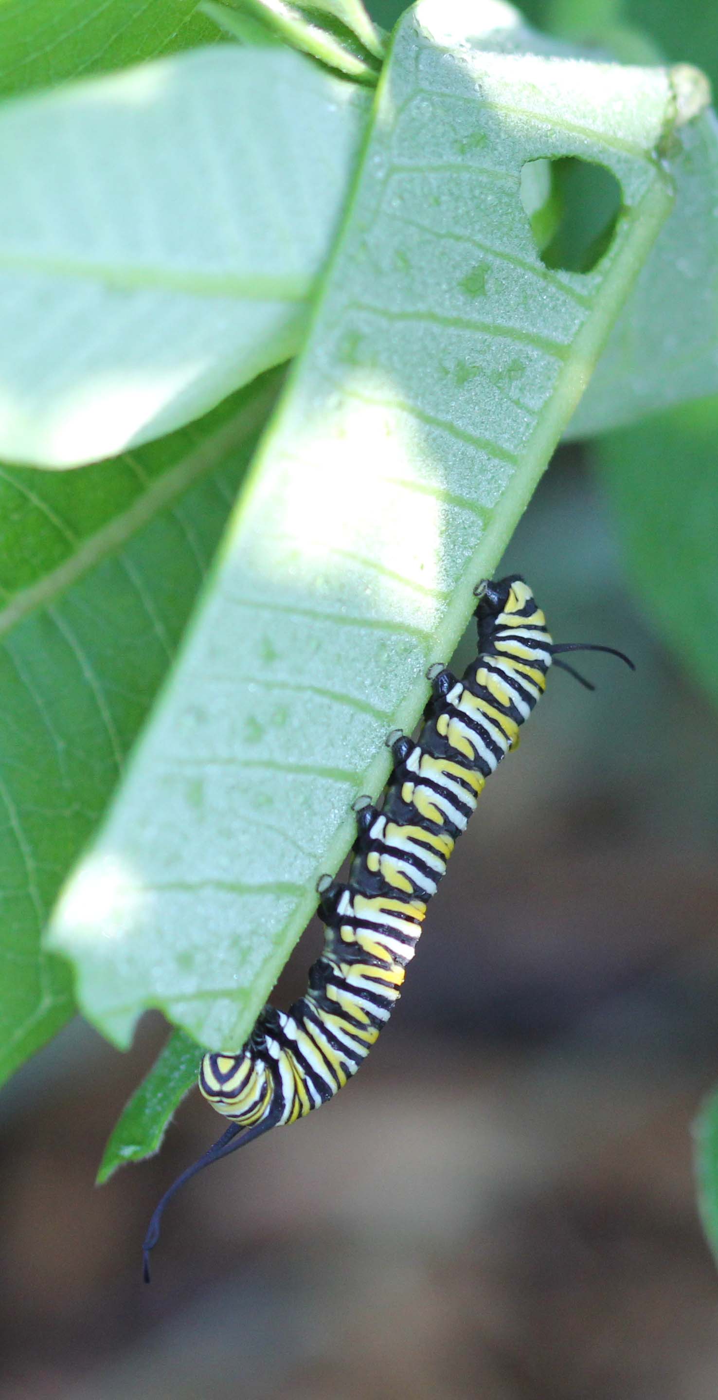 Monarch Caterpillar